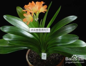 君子兰的养殖方法,轻松养出美丽花株